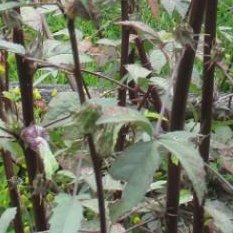 un Hibiscus sabdariffa au Conservatoire National des Plantes MILLY LA FORÊT (Essonne, 91)