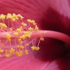 un calice d'Hibiscus rouge