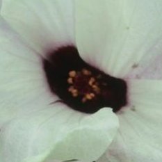 un Hibiscus sabdariffa, variété blanche
