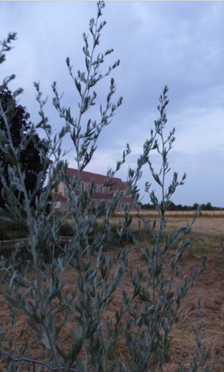 1000 Graines De Pavot D'Orient - Fleurs Jardins Plantes - Méthode BIO - Foto 8